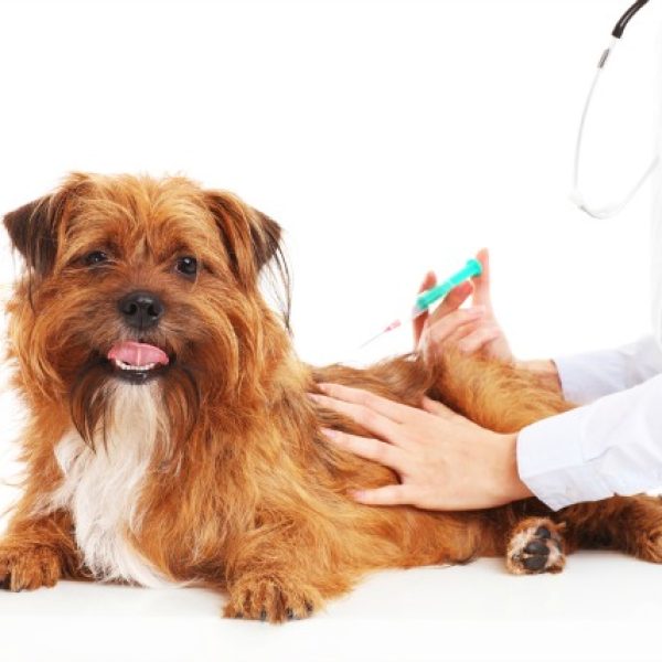 vaccination vaccination